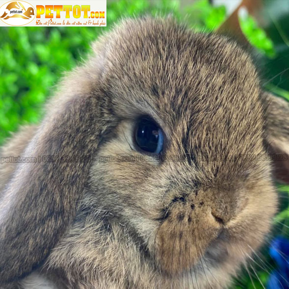 Thỏ minilop rabit màu vàng nâu tây với mặt thỏ đẹp