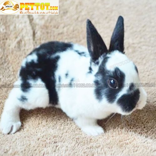 Thỏ Mini Rex màu trắng đốm đen đẹp