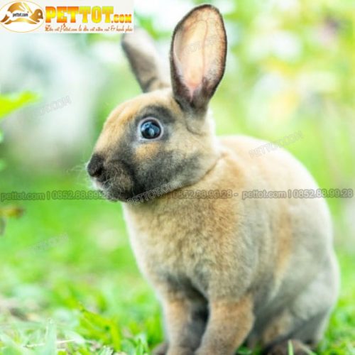 Thỏ Mini Rex màu vàng nhạt đẹp độc lạ