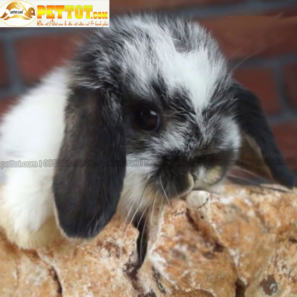 Siêu phẩm thỏ minilop màu đen khoang trắng nhập khẩu Thái Lan đẹp 