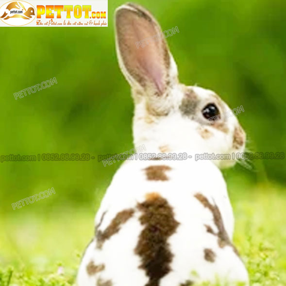 thỏ cảnh mini rex màu vàng khoang trắng nâu cực đẹp với ảnh lưng thỏ