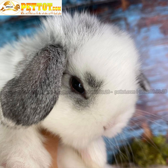 thỏ cảnh minilop màu trắng tai xám đẹp nhất 
