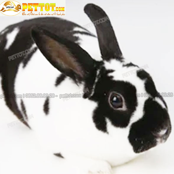 Thỏ Mini Rex màu trắng đốm đen đẹp