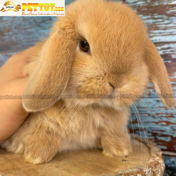 thỏ minilop màu vàng với mặt thỏ đẹp giá rẻ