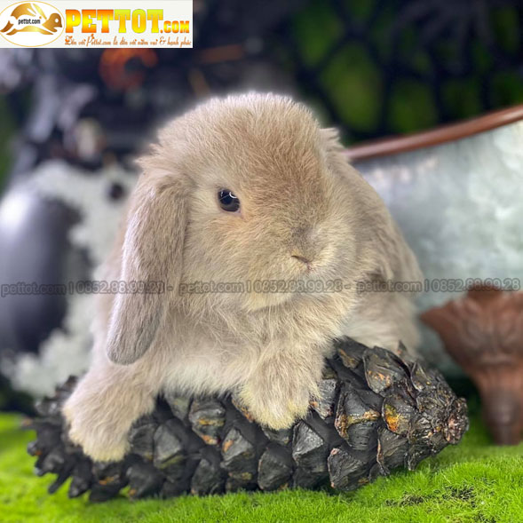Ảnh thỏ minilop màu vàng nhạt với ảnh chụp trực diện 