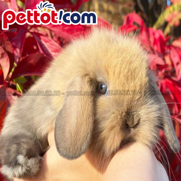 thỏ minilop rabbit nhập tháo lan ăn gì - pettot