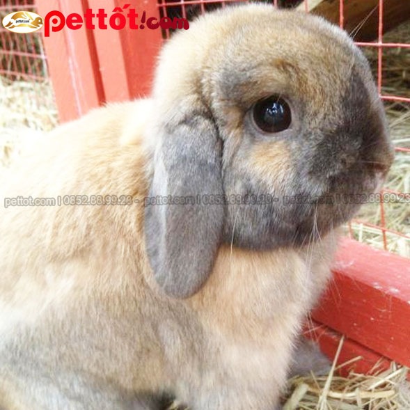 hình ảnh thỏ tai cụp Holland lop màu cam vàng đẹp tại pet tốt