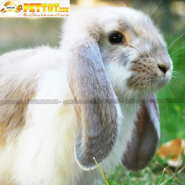 thỏ tai cụp pháp màu trắng loang nâu với đôi tai cụp dài ôm sát mặt 