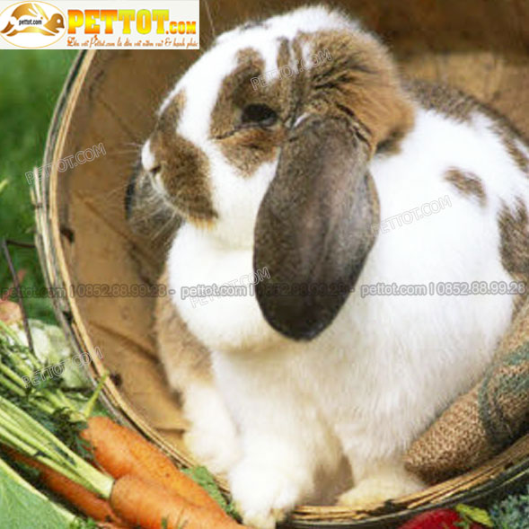 Thỏ tai cụp pháp màu nâu trắng khoang nâu đẹp nhất - với ảnh mặt thỏ 