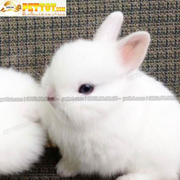Ảnh thỏ cảnh mini lai nhật màu trắng đẹp chụp trực diện 