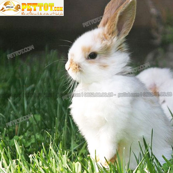 hình ảnh thỏ cảnh mini lai nhật màu trắng đẹp nhất 