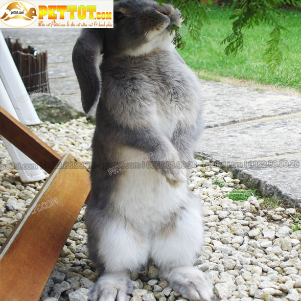 thỏ cảnh tai cụp pháp màu đốm xám đang đứng bằng 2 chân 