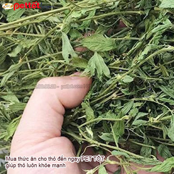 Ảnh cỏ khô alfalfa dùng cho thỏ cảnh chi tiết nhất 