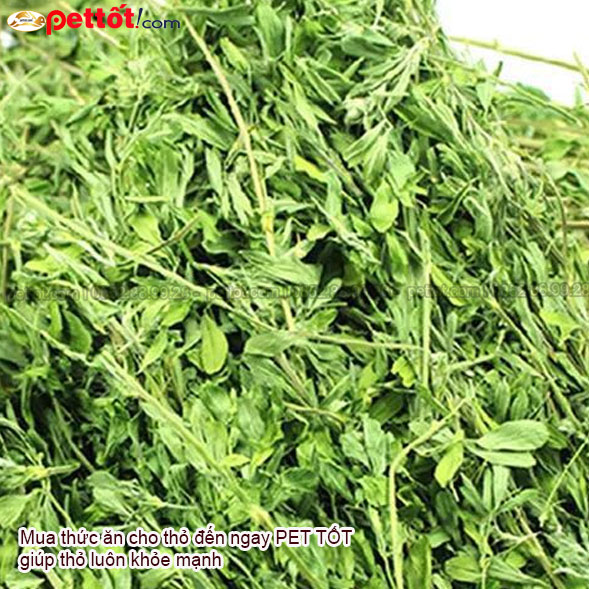 Cỏ Khô Alfalfa cho thỏ cảnh /kiểng  – Loại cỏ có dinh dưỡng cao nhất