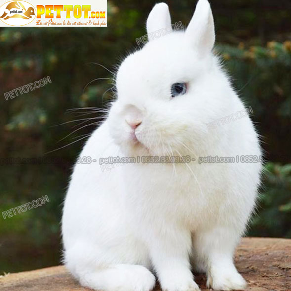 hình ảnh thỏ cảnh mini lai nhật màu trắng đẹp 