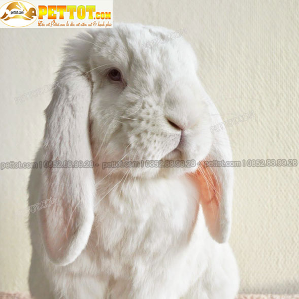 hình ảnh thỏ cảnh tai cụp pháp màu trắng - chụp mặt thỏ với đôi tai to 