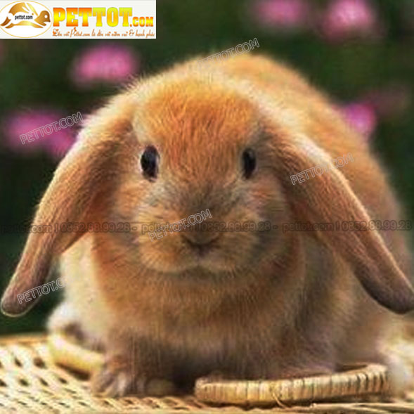 hình ảnh thỏ cảnh tai cụp màu vàng đẹp chụp trực diện mặt thỏ và tai cụp 