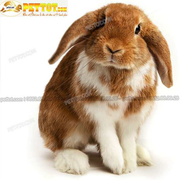 hình ảnh thỏ cảnh tai cụp màu vàng nhạt đẹp nhất với ảnh chụp toàn thân thỏ