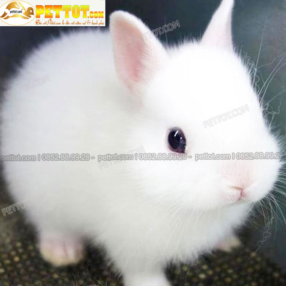 thỏ cảnh mini lai nhật màu trắng đẹp nhất hiện nay 