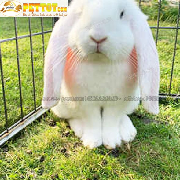 thỏ tai cụp pháp màu trắng cùng mặt thỏ có đôi tai to dài cụp 