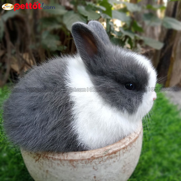 Thỏ Hà Lan màu ghi khoang trắng – tại trại giống Hà Lan Rabbit