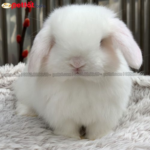 Thỏ Holland Lop màu trắng đẹp tại Hà Nội