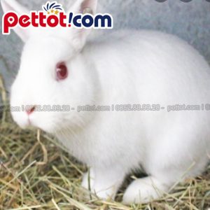 Thỏ Britannia Petite - thỏ trắng dễ thương nhất