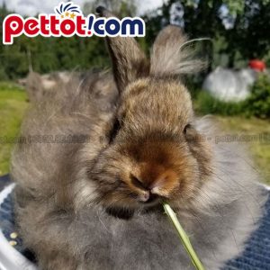 Thỏ Angora Satin