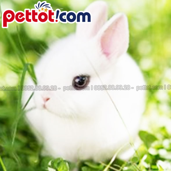 Thỏ Dwarf Hotot - thỏ trắng dễ thương nhất