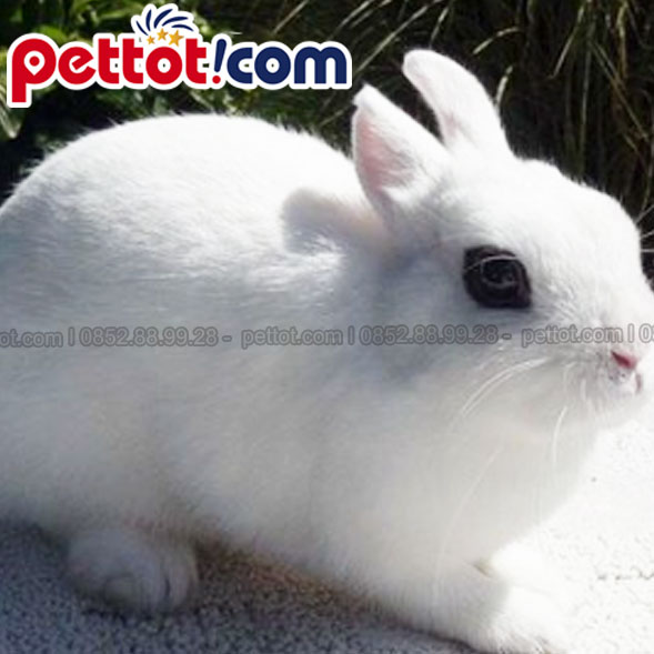 Thỏ Dwarf Hotot - thỏ cảnh màu trắng dễ thương nhất
