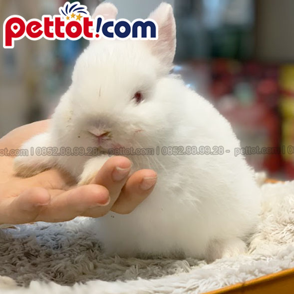 Ảnh tính cách và hành vi của thỏ cảnh hà lan lùn màu trắng tại Shop thú cưng pettot.com 