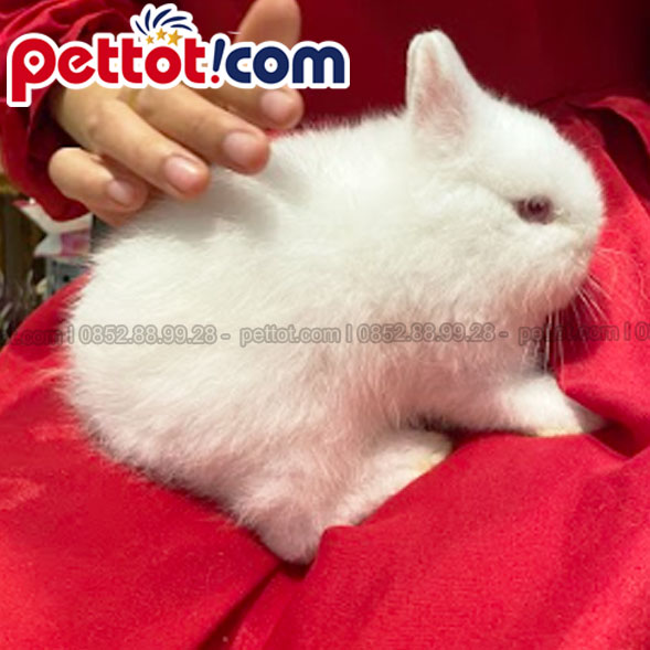 Hình ảnh thỏ cảnh hà lan lùn màu trắng thuần chủng tại shop thú cưng pettot.com 
