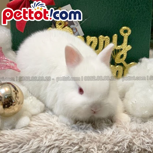 Mẫu thỏ cảnh mini Hà lan lùn màu trắng tại pettot