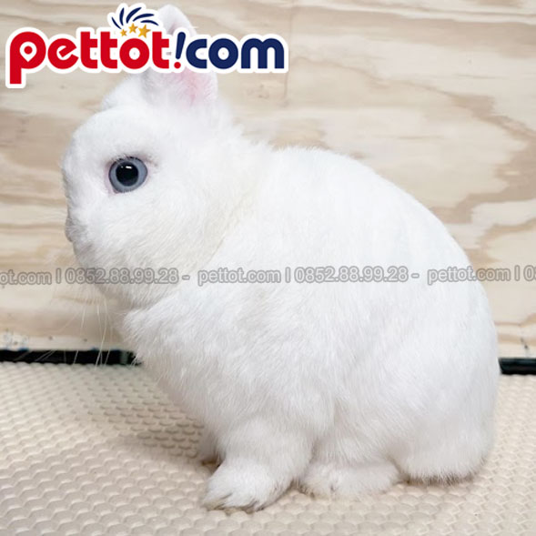 Thỏ hà lan lùn màu trắng các mẫu tại shop thú cưng thỏ cảnh pettot.com