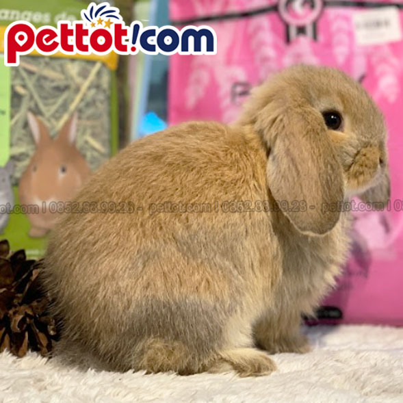 Thỏ hollandlop màu vàng tây với ảnh chụp nghiêng tại pettot-com