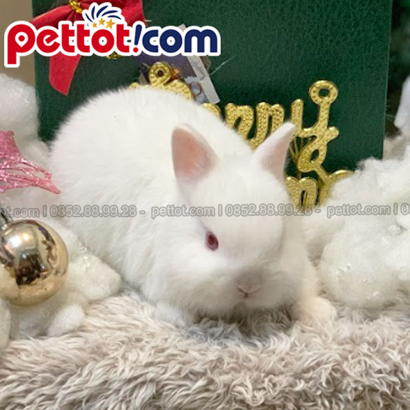 Hình ảnh thỏ cảnh mini hà lan lùn màu trắng đẹp thuần chủng ảnh tai thỏ - bản quyền thuộc về shop thú cưng thỏ cảnh pettot-com