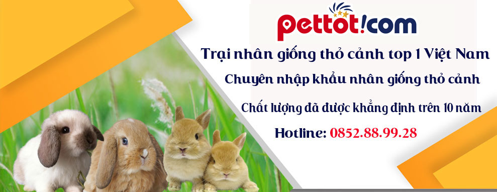 Pettot.com – Shop thú cưng | phụ kiện thú cưng | cửa hàng thú cưng