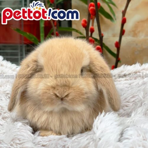 Thỏ Minilop màu vàng thuần chủng – pettot.com