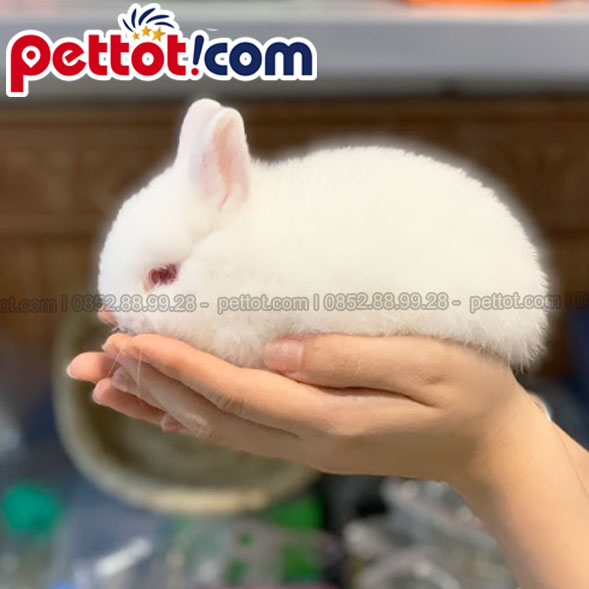 ảnh thỏ hà lan lùn màu trắng thuần chủng tại pettot.com