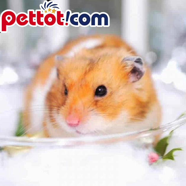 Chuột Hamster Winter White