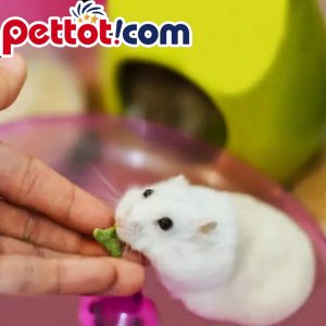 Vấn đề sức khỏe của chuột Hamster