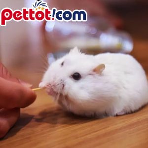 Địa chỉ bán chuột Hamster Winter White - Pettot
