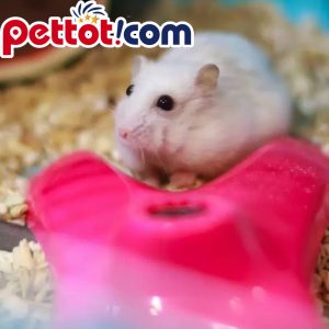 Chế độ ăn uống của chuột Hamster