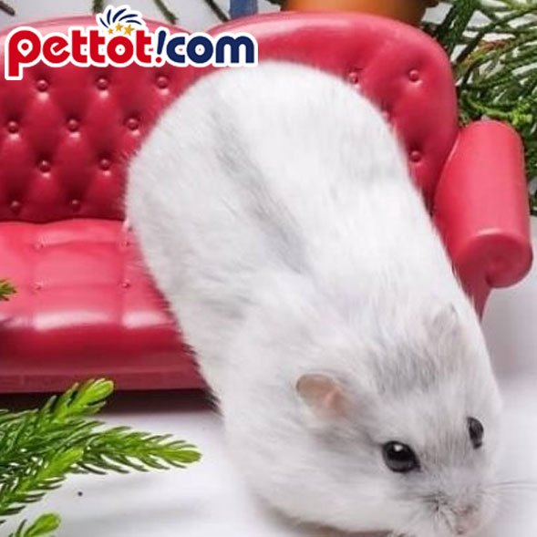 Chuột Hamster Winter White màu trắng bò sữa nhập khẩu thái lan đẹp