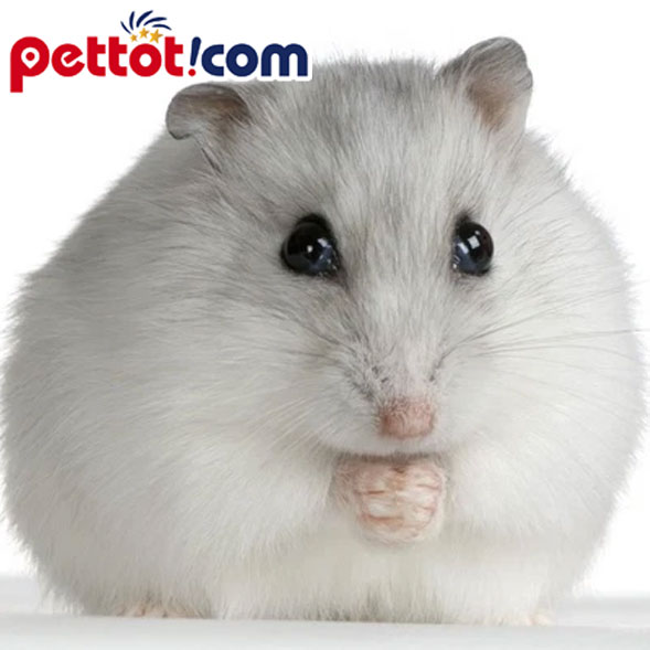 Chuột hamter Winter White màu trắng tại pettot 