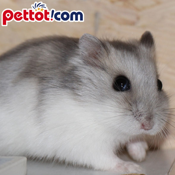 Ảnh chuột hamter - chuột hamter winter white màu trắng đẹp giá rẻ