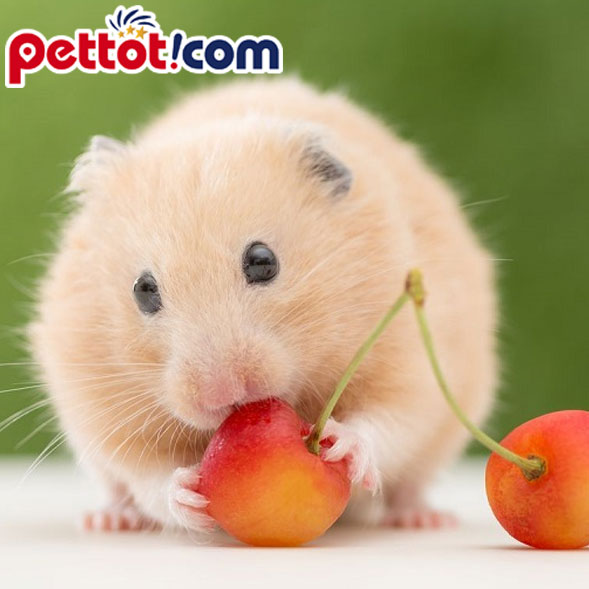 Chuột Hamster màu bông lan tại Hà Nội giá rẻ