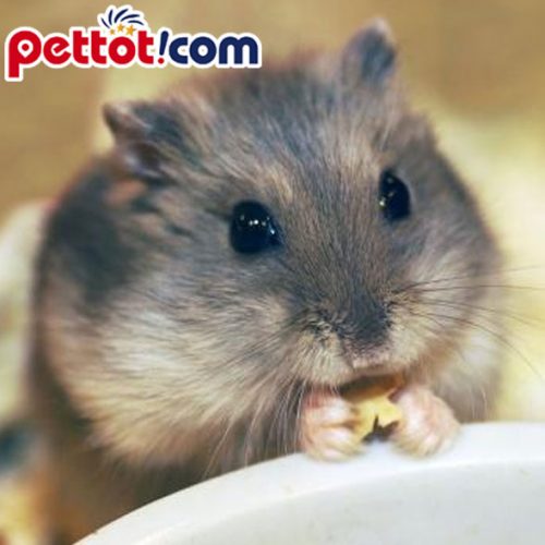 Chuột Hamster màu sóc xám
