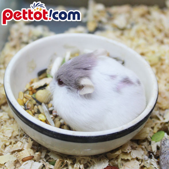 Chuột hamster robo