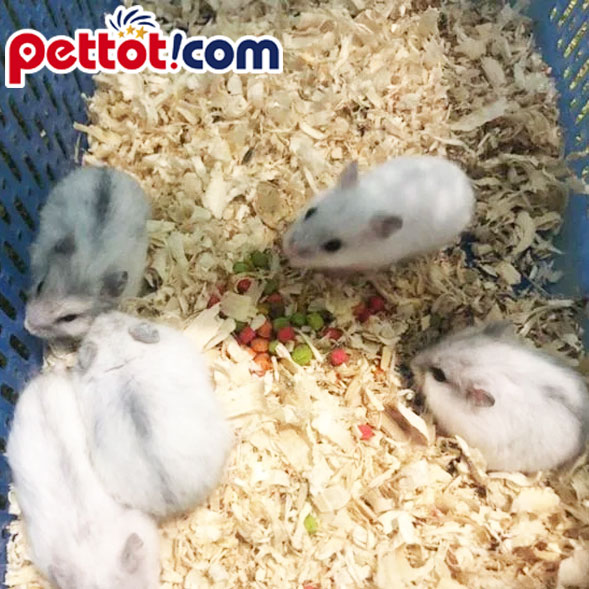 Chuột hamter màu trắng đẹp giá rẻ tại pettot 